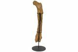 Excellent Struthiomimus Femur With Metal Stand - Montana #113408-5